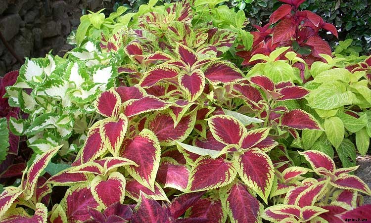 Coleus: How To Grow And Care For Plectranthus Scutellarioides