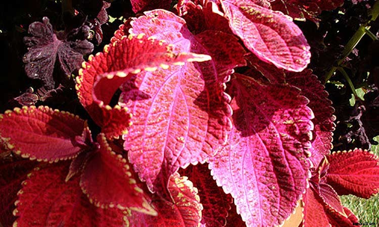 Coleus: How To Grow And Care For Plectranthus Scutellarioides
