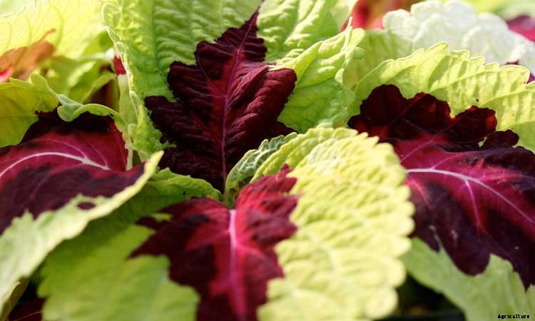 Coleus: How To Grow And Care For Plectranthus Scutellarioides