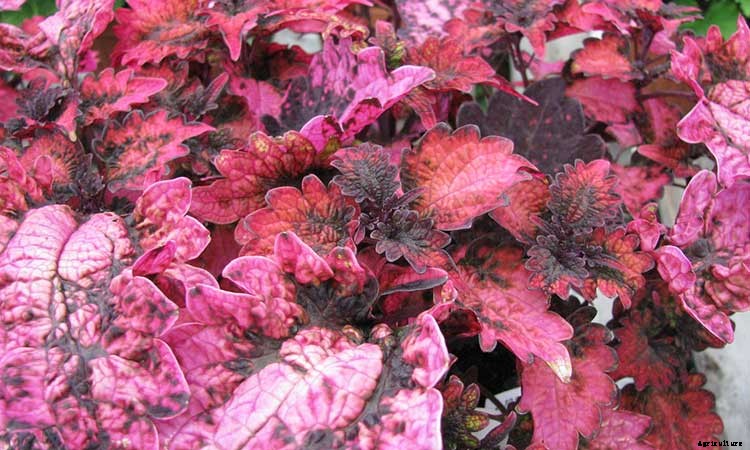 Coleus: How To Grow And Care For Plectranthus Scutellarioides