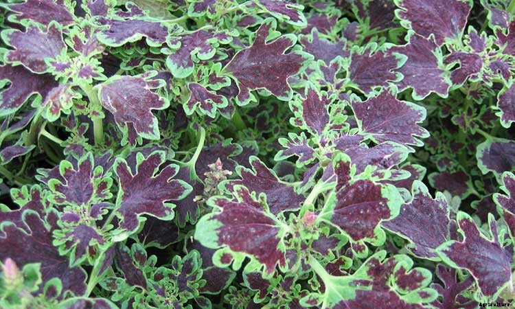 Coleus: How To Grow And Care For Plectranthus Scutellarioides