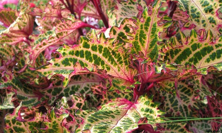 Coleus: How To Grow And Care For Plectranthus Scutellarioides