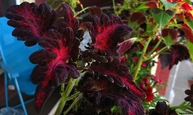 Coleus: How To Grow And Care For Plectranthus Scutellarioides
