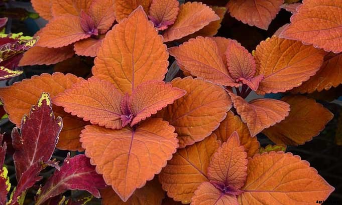 Coleus: How To Grow And Care For Plectranthus Scutellarioides