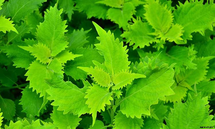 Coleus: How To Grow And Care For Plectranthus Scutellarioides