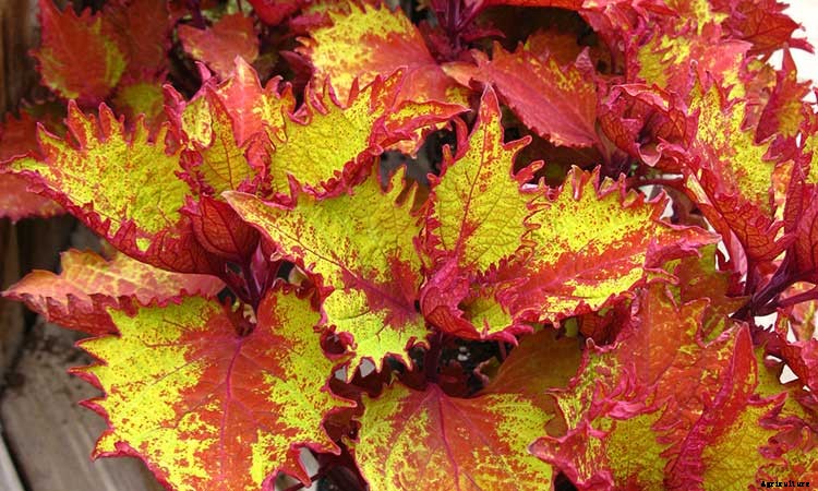 Coleus: How To Grow And Care For Plectranthus Scutellarioides