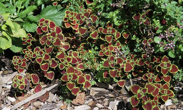 Coleus: How To Grow And Care For Plectranthus Scutellarioides