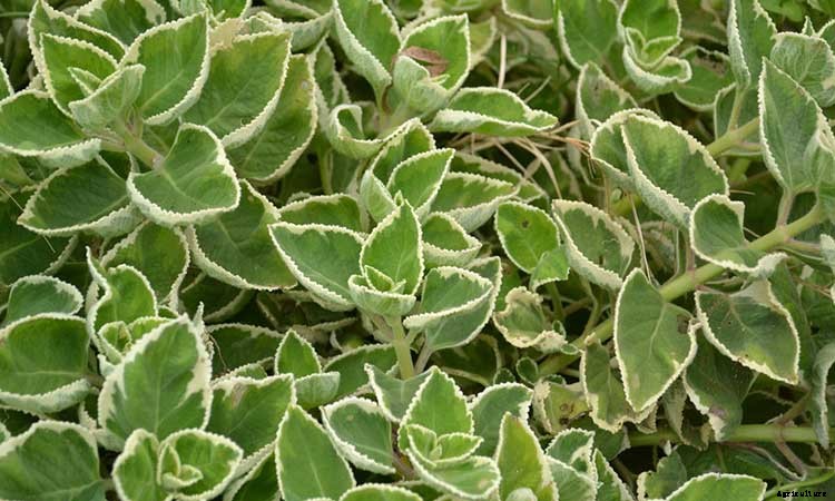 Coleus: How To Grow And Care For Plectranthus Scutellarioides