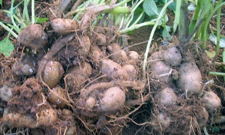 Coleus: How To Grow And Care For Plectranthus Scutellarioides