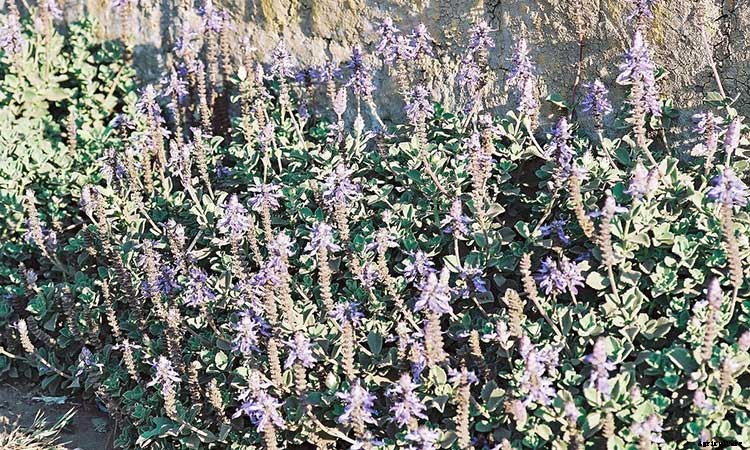 Coleus: How To Grow And Care For Plectranthus Scutellarioides