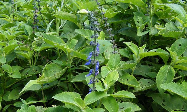 Coleus: How To Grow And Care For Plectranthus Scutellarioides