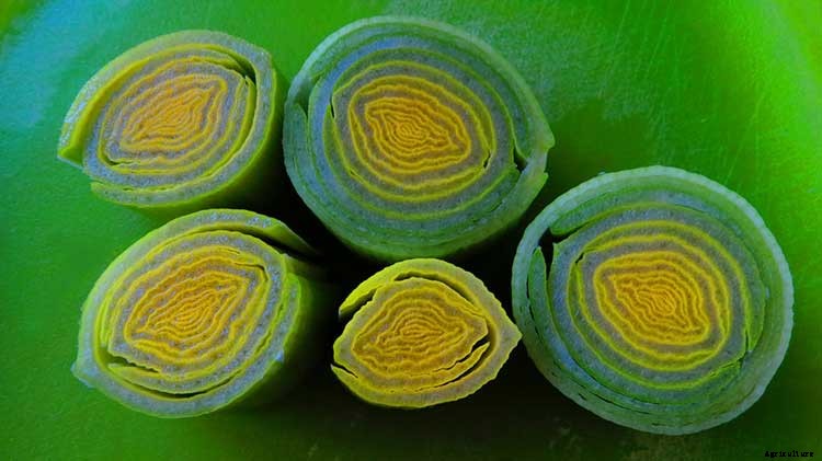 Leeks: Lovely and Luscious Alliums