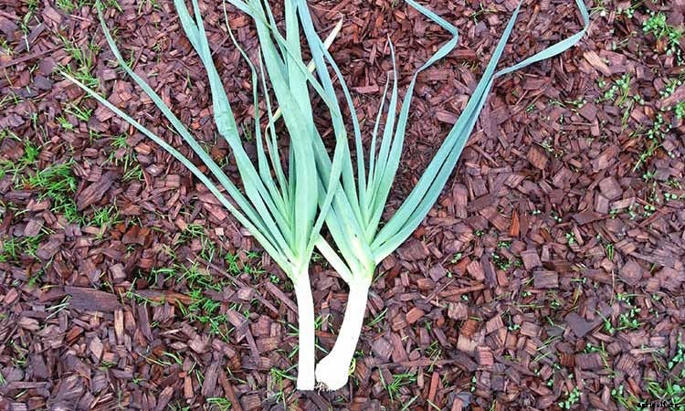 Leeks: Lovely and Luscious Alliums