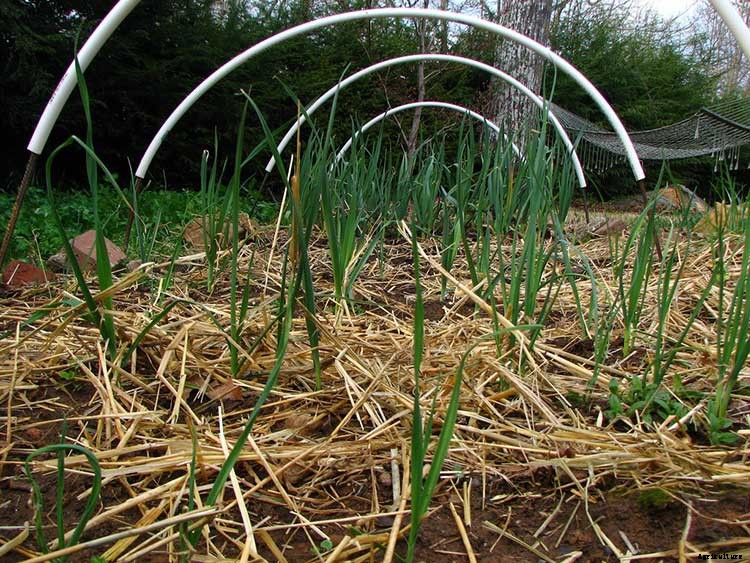 Leeks: Lovely and Luscious Alliums