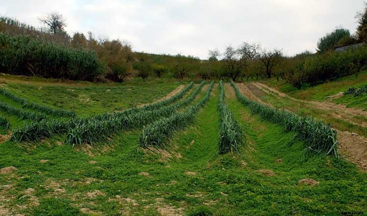 Leeks: Lovely and Luscious Alliums