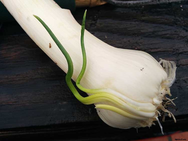 Leeks: Lovely and Luscious Alliums