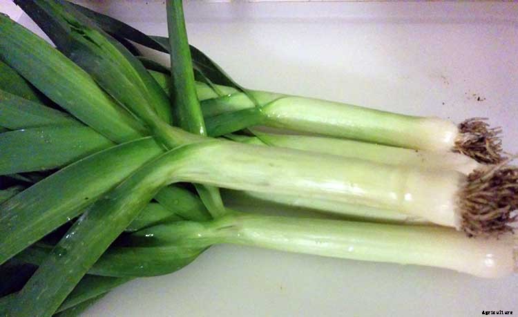 Leeks: Lovely and Luscious Alliums