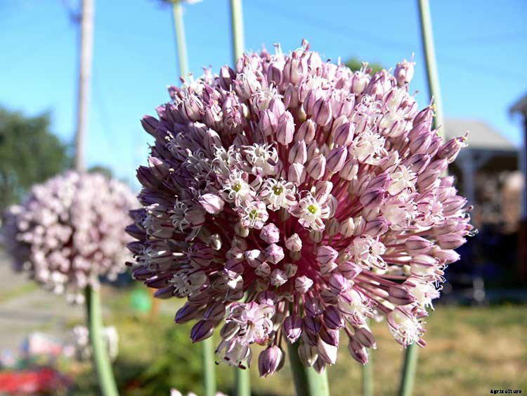 Leeks: Lovely and Luscious Alliums
