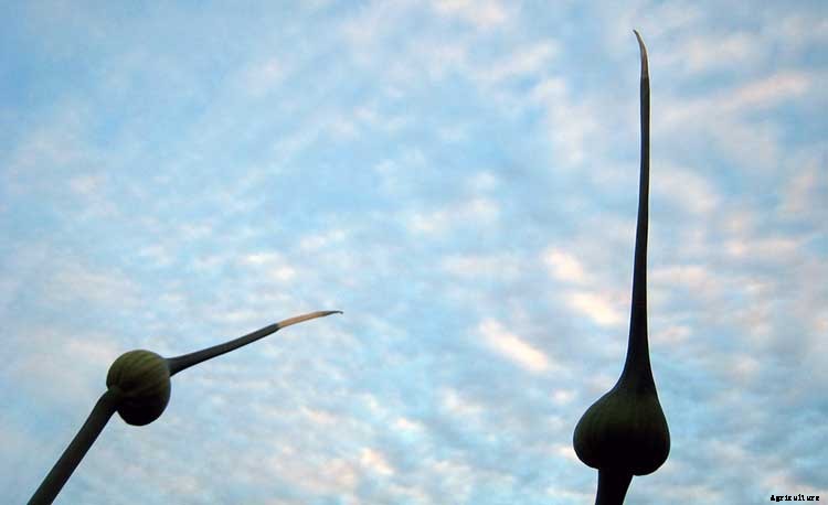 Leeks: Lovely and Luscious Alliums