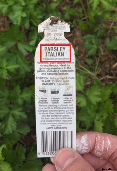 Plant Labels: How to Make Sense Of Them