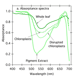 Electric Sky LEDs: The Next Generation of Grow Technology?