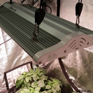 Electric Sky LEDs: The Next Generation of Grow Technology?