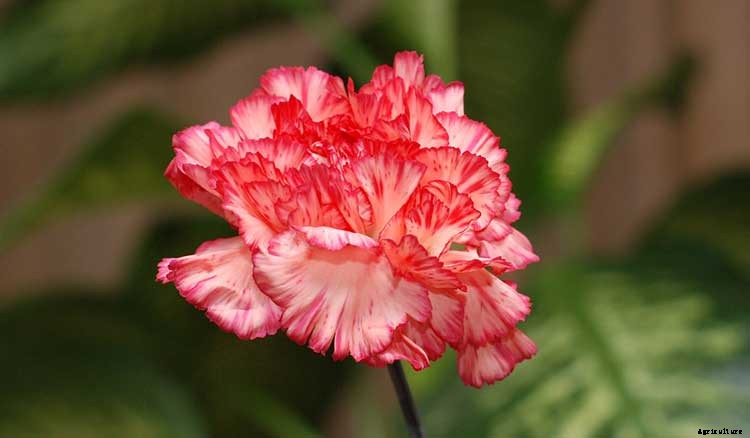 Dianthus Dreams: Caring For Carnations, Sweet Williams, and Pinks