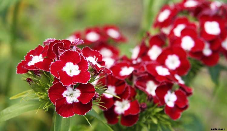 Dianthus Dreams: Caring For Carnations, Sweet Williams, and Pinks