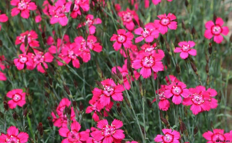 Dianthus Dreams: Caring For Carnations, Sweet Williams, and Pinks