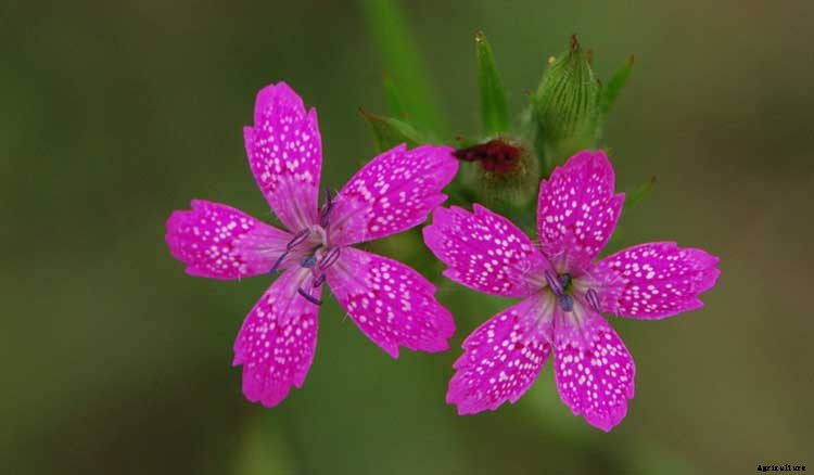 Dianthus Dreams: Caring For Carnations, Sweet Williams, and Pinks