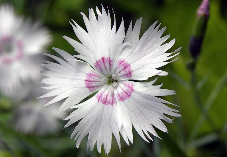 Dianthus Dreams: Caring For Carnations, Sweet Williams, and Pinks