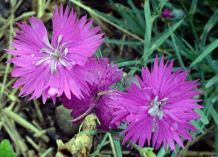 Dianthus Dreams: Caring For Carnations, Sweet Williams, and Pinks