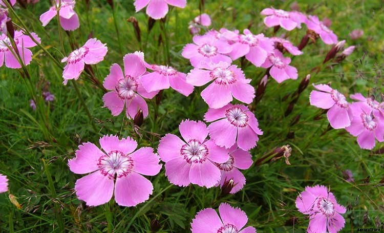 Dianthus Dreams: Caring For Carnations, Sweet Williams, and Pinks
