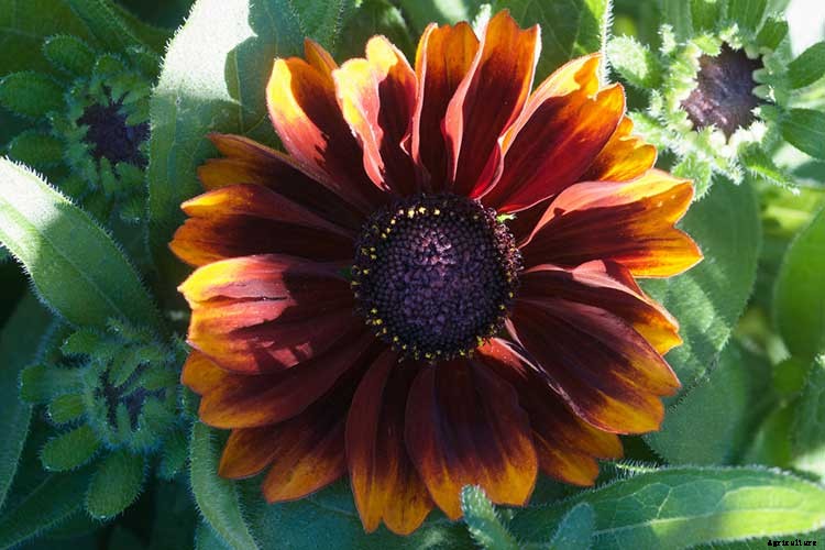 Black Eyed Susan: How To Grow And Care For Rudbeckia Plants