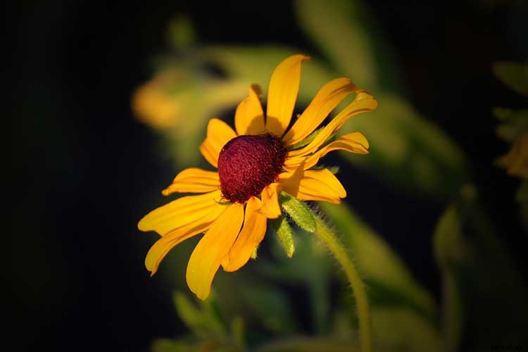 Black Eyed Susan: How To Grow And Care For Rudbeckia Plants