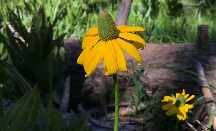 Black Eyed Susan: How To Grow And Care For Rudbeckia Plants