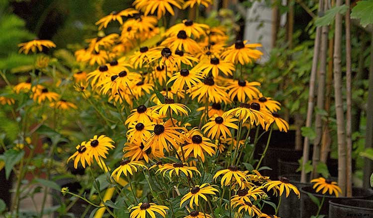 Black Eyed Susan: How To Grow And Care For Rudbeckia Plants