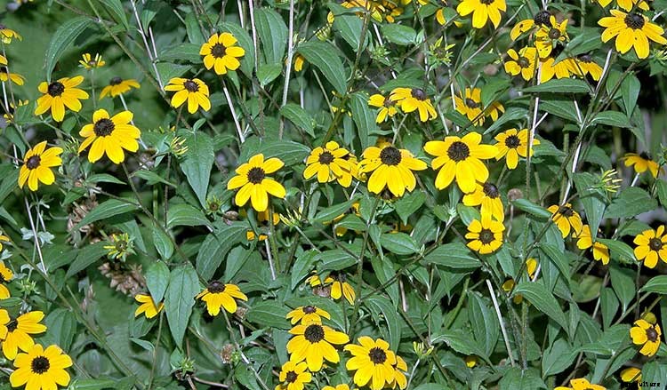 Black Eyed Susan: How To Grow And Care For Rudbeckia Plants