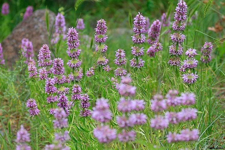 Bee Balm: How To Plant, Grow, and Care for Monarda