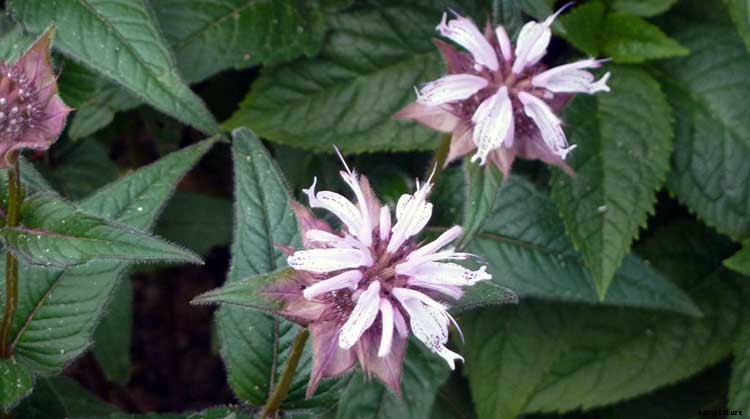 Bee Balm: How To Plant, Grow, and Care for Monarda