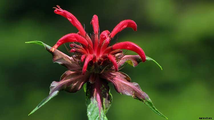 Bee Balm: How To Plant, Grow, and Care for Monarda
