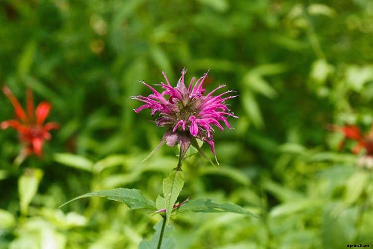 Bee Balm: How To Plant, Grow, and Care for Monarda