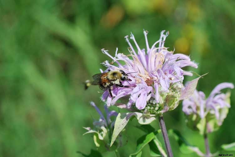 Bee Balm: How To Plant, Grow, and Care for Monarda