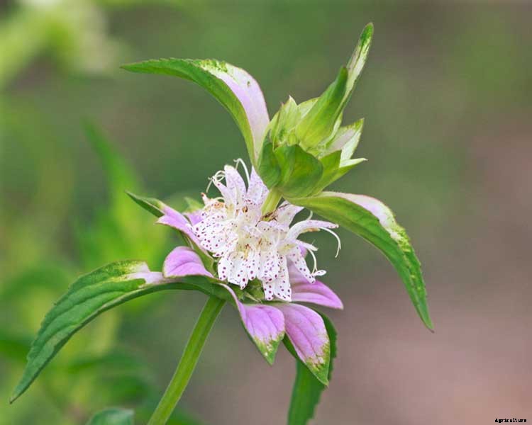 Bee Balm: How To Plant, Grow, and Care for Monarda