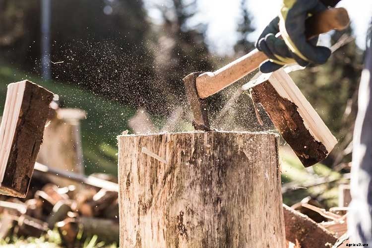 How to Make Firewood Logs from a Fallen Tree