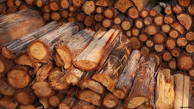 How to Make Firewood Logs from a Fallen Tree