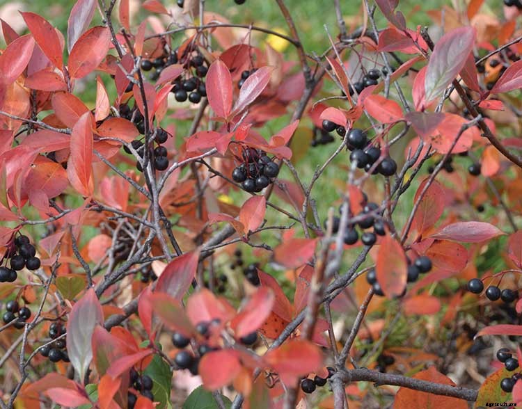 8 Native Shrubs and Trees for Midwestern Fall Color