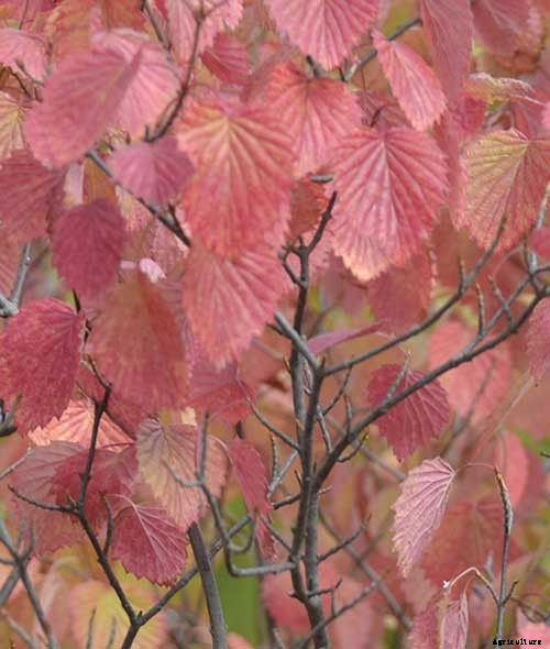 8 Native Shrubs and Trees for Midwestern Fall Color