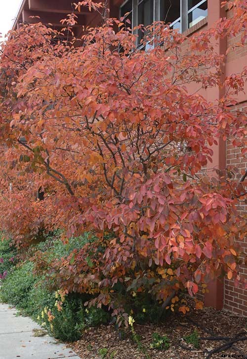8 Native Shrubs and Trees for Midwestern Fall Color