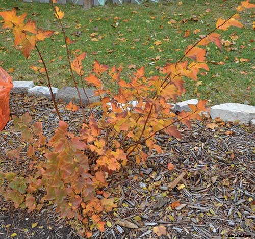 8 Native Shrubs and Trees for Midwestern Fall Color